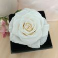 Everlasting White Rose Graduation Jewellery Gift Box